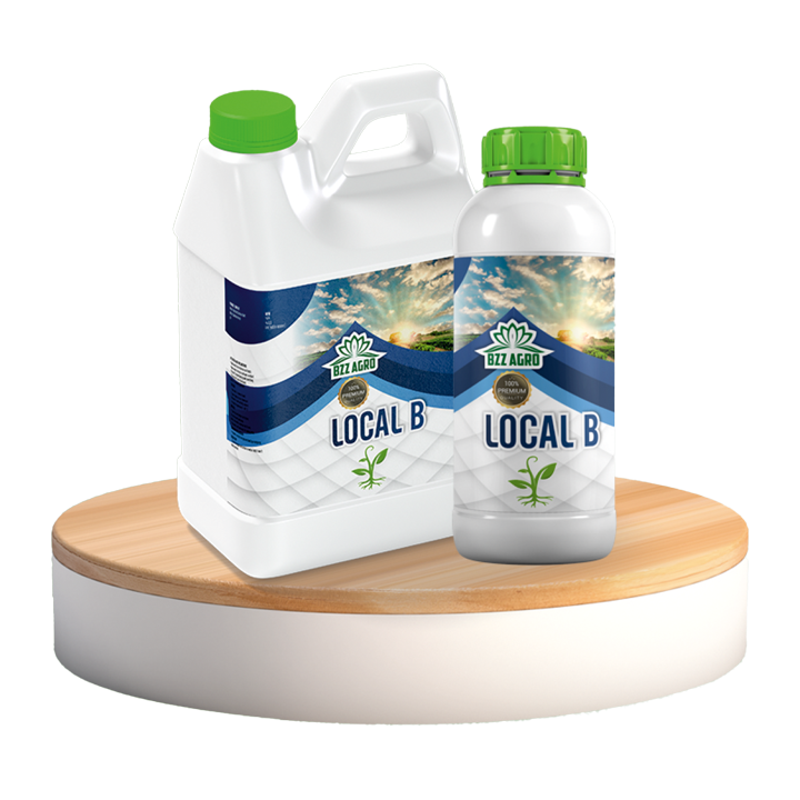 LOCAL B
